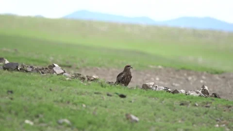 Hawk stands alone on treeless meadow - Solitary Hawk Ground and Hawk Sharp Gaze Stock Footage 339822211