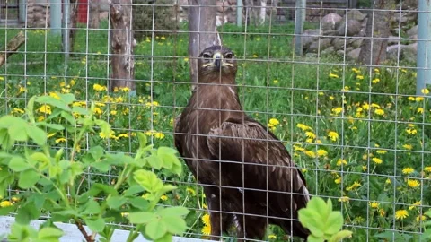 The hawk stands in the bird cage and watches. Stock Footage 161627653