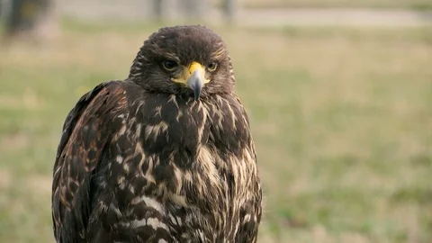 The hawk stands calm Stockbeeldmateriaal 87346621