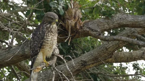 Hawk Stands on One Leg in Tree Then Climbs Branch, 4K Stock Footage 65447571