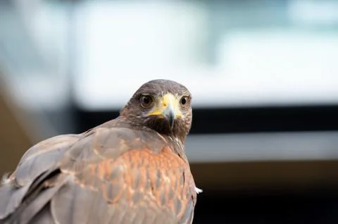 The hawk straight face expression of eye Stock Photos