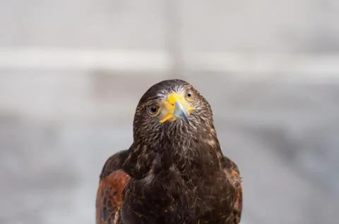 The hawk straight face expression of eye Foto stock