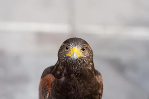 The hawk straight face expression of eye Stock-Fotos
