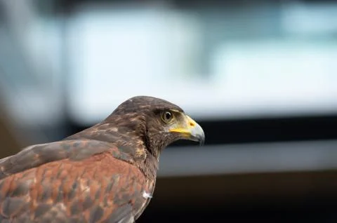 The hawk straight face expression of eye Stock Photos