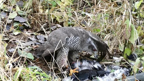 The hawk strikes a crow Video stock 87054244