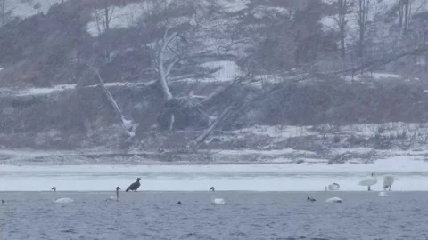 Hawk &amp; Swans Stock Footage 149161502