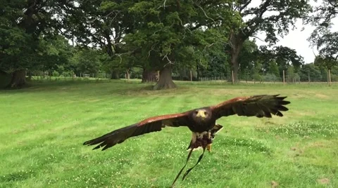 Hawk Swoops by Camera- Slow Motion Video stock 57169076