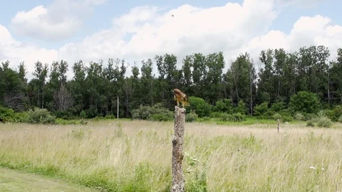 Hawk Take offslow motion Stock Footage 93234887