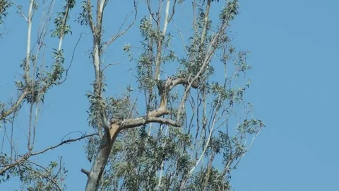 Hawk take off slow mo Stock Footage 77555757
