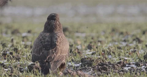 Hawk Takes off from the Field Stock Footage 144719304