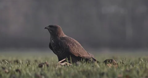 Hawk Takes off from the Field Stock Footage 144800825