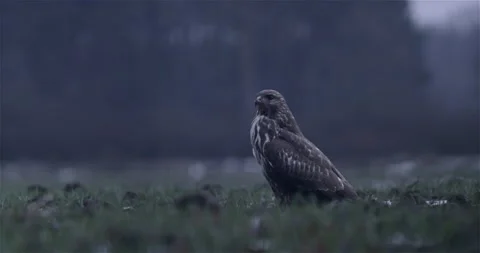 Hawk Takes off from the Field Winter Night Stock Footage 144714997