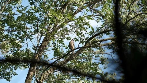 Hawk takes off from tree branch and flies towards camera. Video stock 94155479