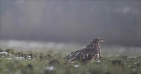 Hawk Taking Off from the Field Winter Stock Footage 144722419