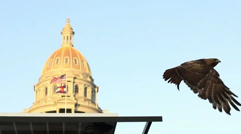 Hawk taking flight in front of Denver Capitol building Stock Footage 64884050