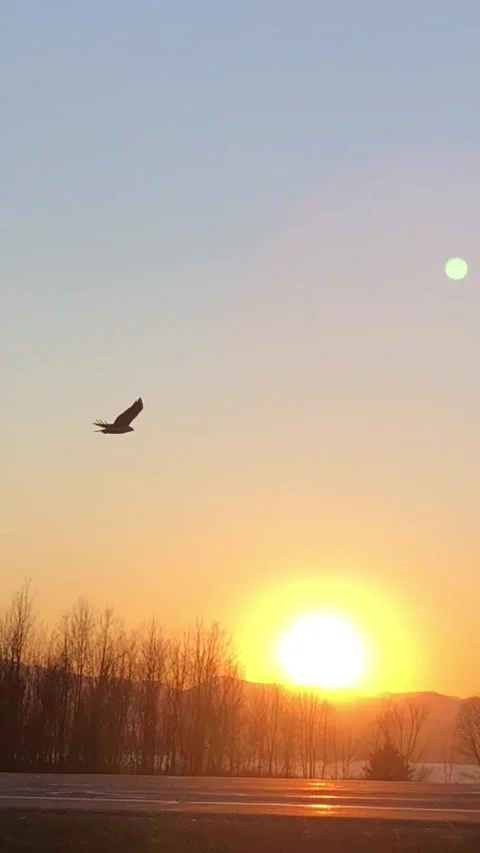 Hawk taking flight at sunset 库存影片 243240845