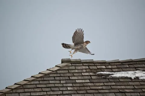 Hawk Taking Off Stock Photos