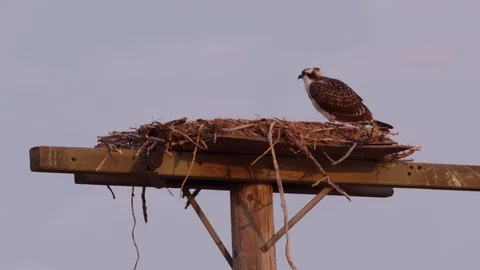 Hawk on a telephone pole up close Stock Footage 80402366