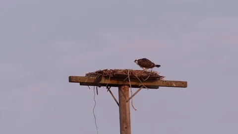 Hawk on a telephone pole Video stock 80402123