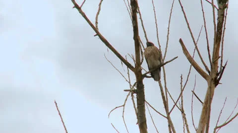 Hawk Time Lapse 스톡 동영상 22820541