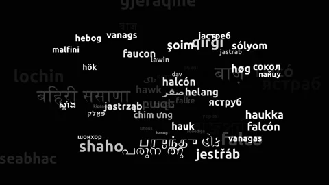 Hawk Translated in 70 Worldwide Languages Endless Looping 3d Zooming Wordclou Video stock 145205065