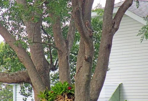 Hawk in Tree 2 Stock Photos