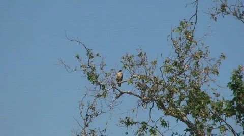 Hawk On Tree Branch-A Stock Footage 756610
