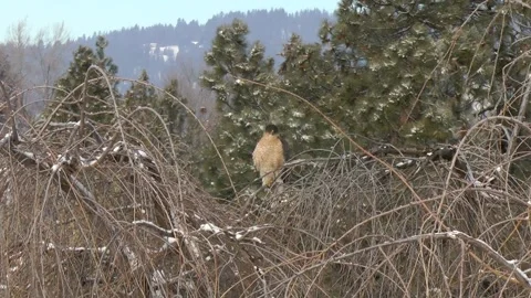 Hawk on tree branch in winter - slow zoom in Video stock 302610256