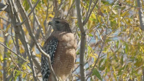 Hawk in tree in fall with yellow leaves Stock Footage 292707199