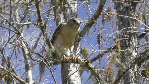 Hawk in a tree in Florida Stock-Footage 148475965