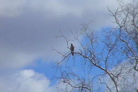 Hawk in Tree Stock Footage 655377