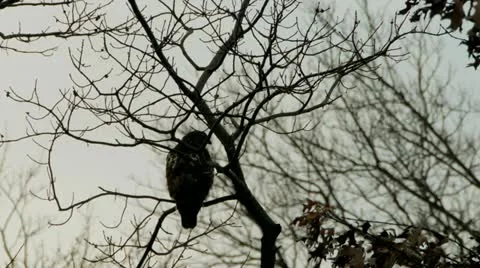 Hawk in Tree 스톡 동영상 18186454