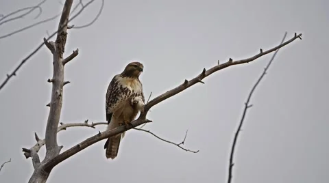 Hawk In A Tree Stock Footage 60603944