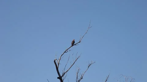 Hawk in a tree. Stockbeeldmateriaal 67222307