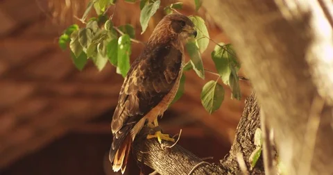 Hawk on Tree Stock Footage 81225386