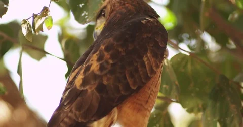 Hawk on a Tree 動画素材 81225465