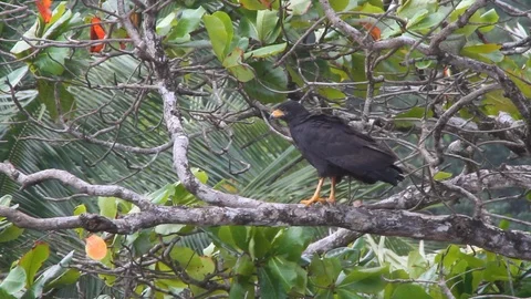 Hawk in Tree Stock Footage 88413004