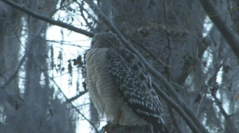Hawk on tree limb looking for prey - low light Stock Footage 525219
