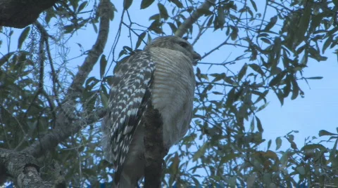 Hawk on tree limb looking for prey clip 5 Stock Footage 525318