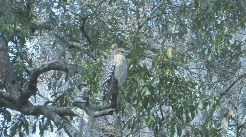 Hawk on tree limb looking for prey clip 4 Stock Footage 525399