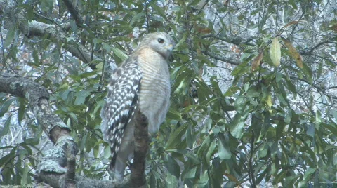 Hawk on tree limb looking for prey clip 3 Stock Footage 525477