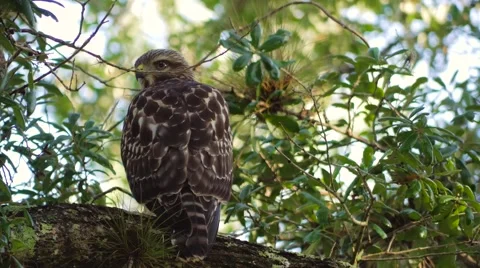 Hawk in Tree Looking Over Shoulder Before Hopping Off Branch, 4K Stock Footage 65447006