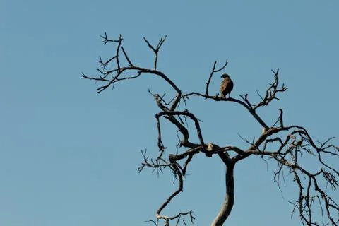 Hawk in Tree Stock Photos