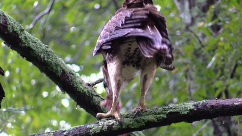 Hawk in tree swallows chipmunk Stock Footage 95583820