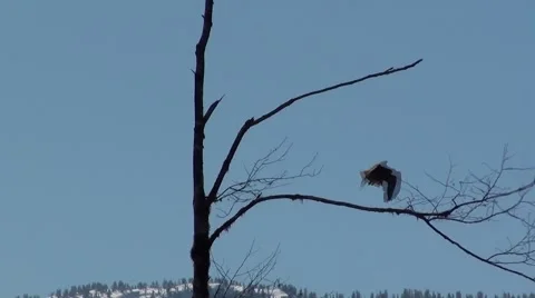 Hawk In Tree Taking Off.m2ts Stock Footage 1105366