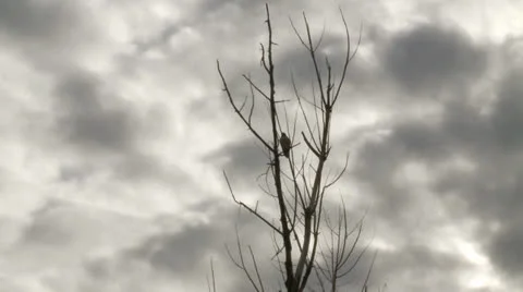Hawk In Tree Time Lapse Video stock 22820390