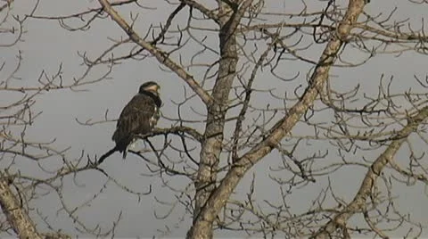 Hawk in tree top. Stock Footage 10754283