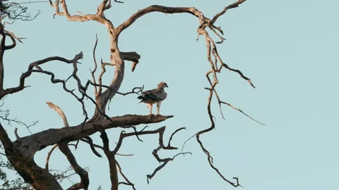 Hawk in a Tree Watching for prey Stock Footage 270338040
