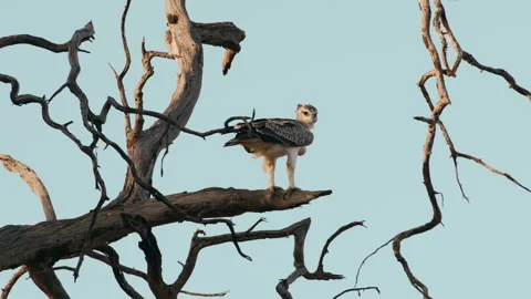 A Hawk in a Tree Watching for prey Stock Footage 270338521