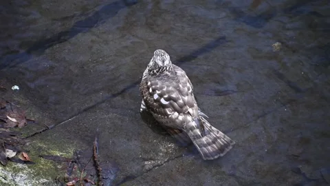 Hawk turning head while perched on wet rock near riverbank Stock Footage 331437474